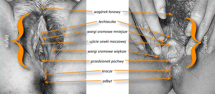 vulva, łechtaczka, wargi, krocze i przedionek - anatomia, zewnętrzne narządy płciowe